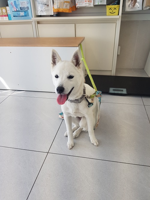 조재진동물병원_428354202500996